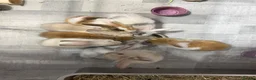 Mixed Breed rabbits for sale: Beautiful Baby Rabbits Ready for Loving Homes 🐰 - Advert 2