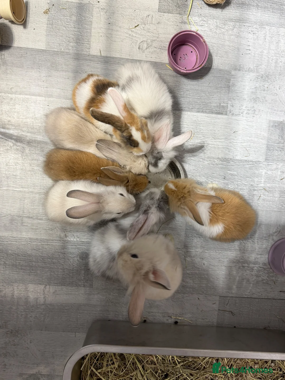 Mixed Breed rabbits for sale: Beautiful Baby Rabbits Ready for Loving Homes 🐰 - Advert 2