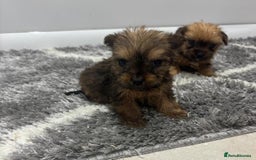 Yorkshire Terrier dogs for sale: Yorkshire terrier puppies  - Image 9