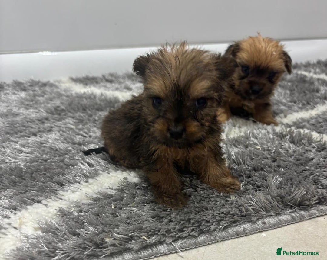 Yorkshire Terrier dogs for sale: Yorkshire terrier puppies  - Image 9