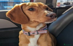 Bocker dogs for sale: Beagle cross spaniel Looking for a new home  - Image 1