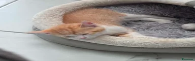 Domestic Shorthair 2