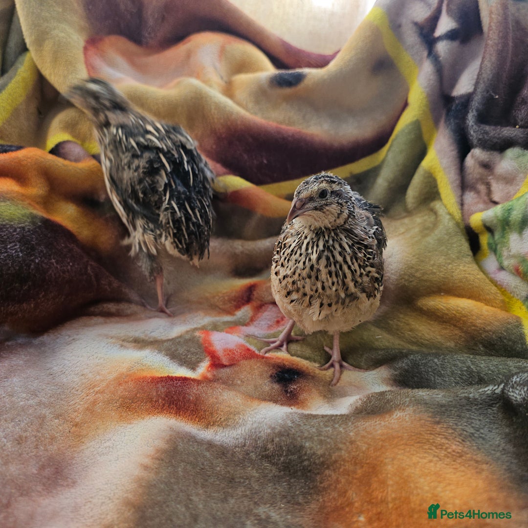 Quail poultry for sale: Coturnix quails  - Image 2