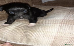Jack Russell dogs for sale: Stacey/ stephen in Bridgnorth - Image 18