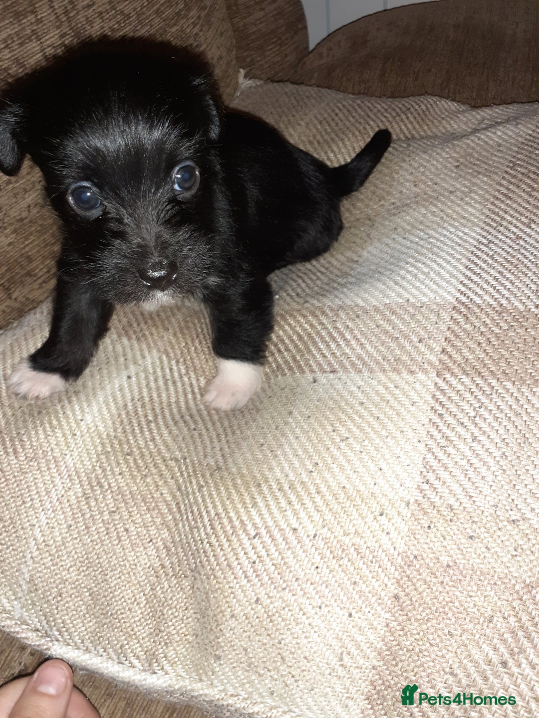 Jack Russell dogs for sale: Stacey/ stephen in Bridgnorth - Image 18