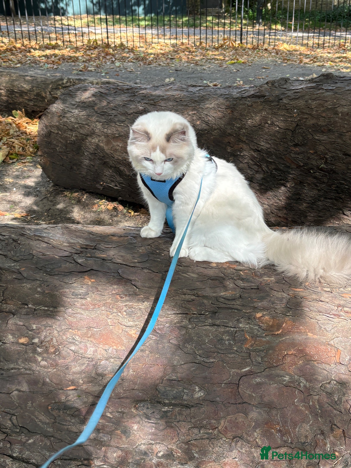 Ragdoll cats Male Ragdoll (10 months) - Advert 13