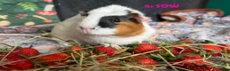 Guinea Pig rodents for sale: Various Guinea Pigs - Ready Now - Advert 9