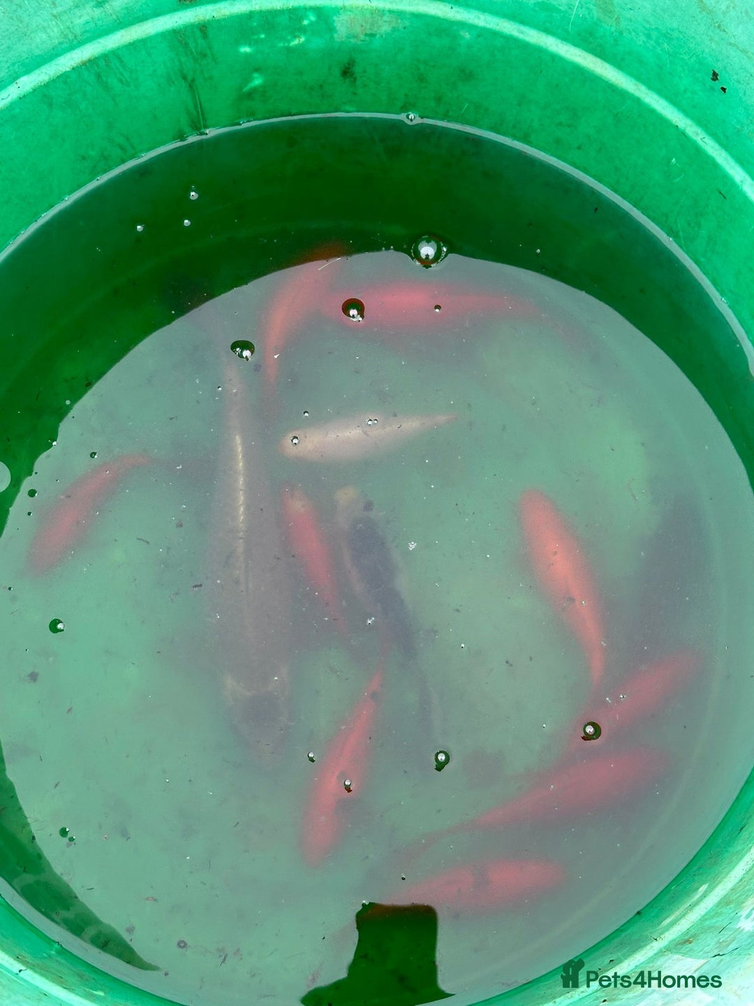 Pond Fish fish for sale: Pond fish gold fish and carp - Advert 2