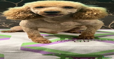 Cockapoo dogs - Advert 3