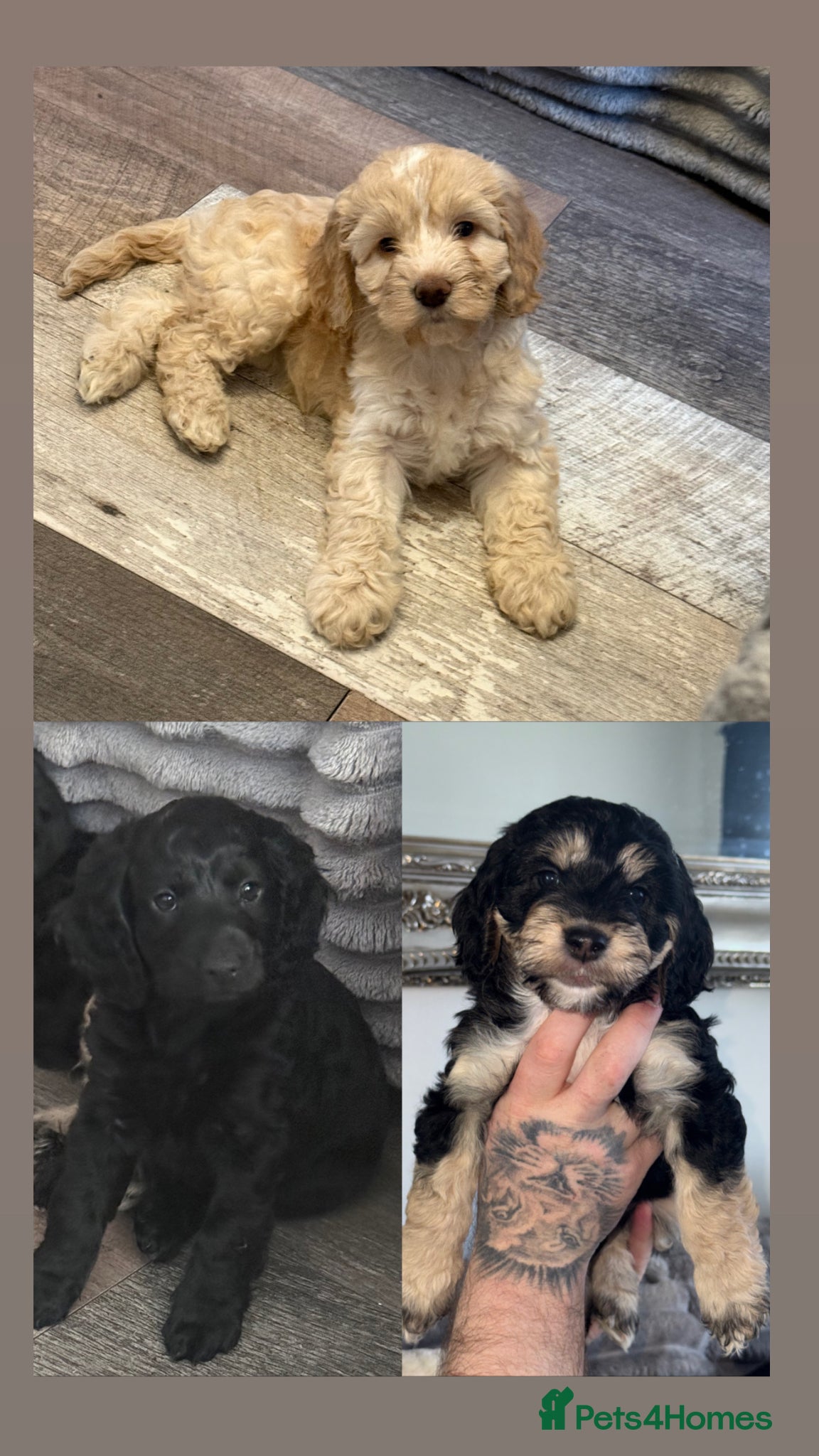 Cockapoo dogs  Cockapoo puppy’s reduced - Advert 15