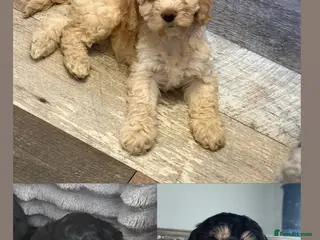 Cockapoo dogs Cockapoo puppy’s reduced - Advert 2