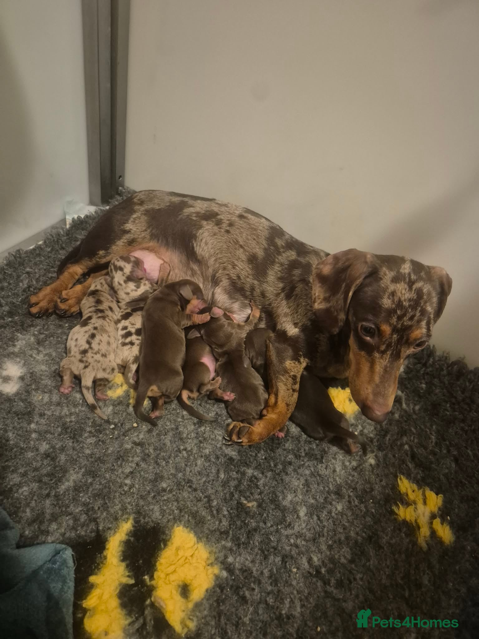 Miniature Dachshund dogs Kc miniature dachshund  - Advert 2