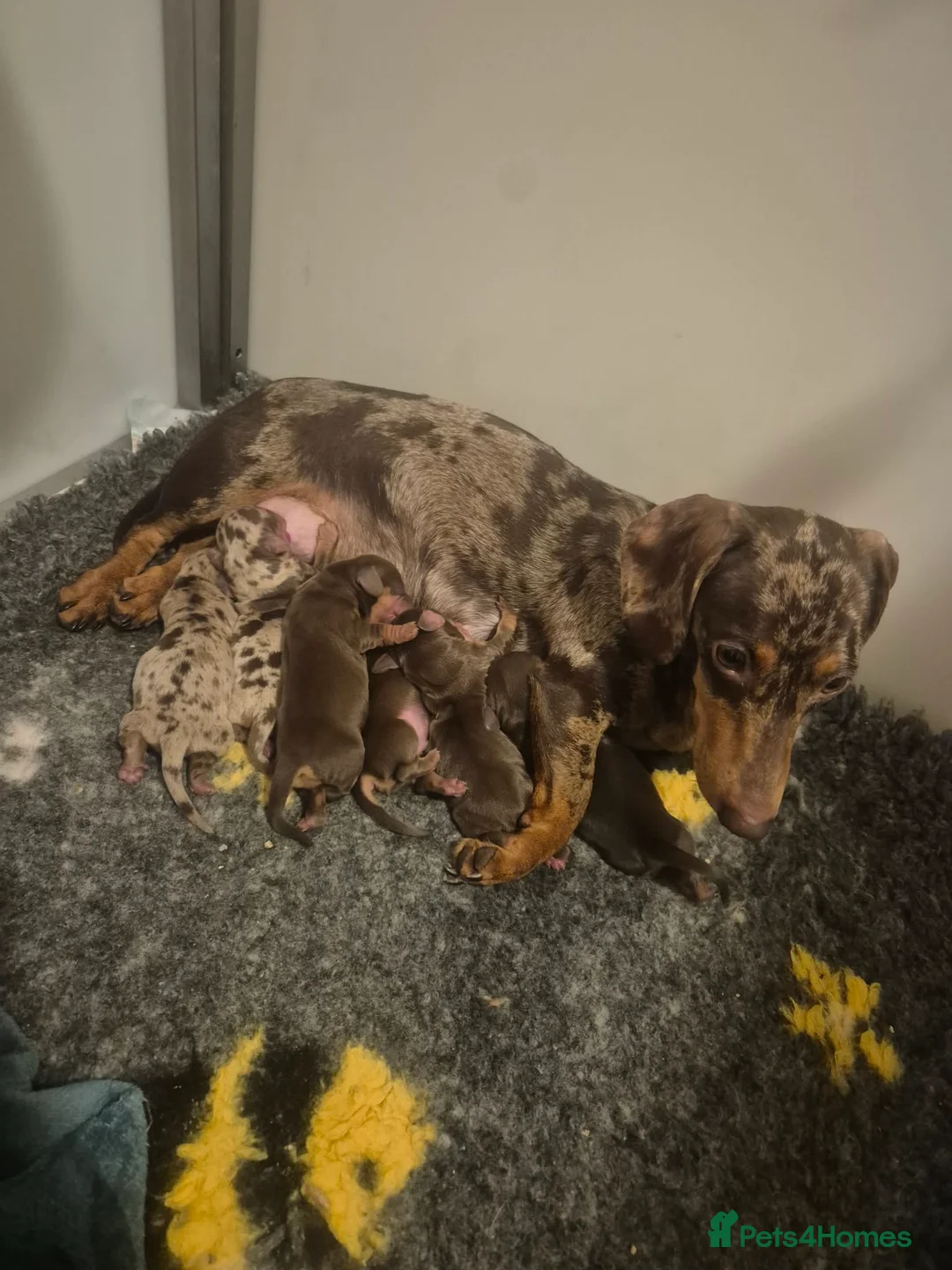 Miniature Dachshund dogs for sale: Kc miniature dachshund  - Advert 2