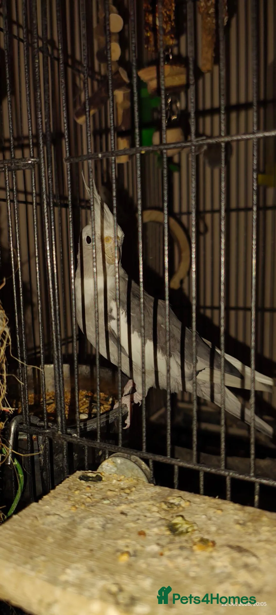 Cockatiels birds for sale: Coco the cockatiel  - Advert 2