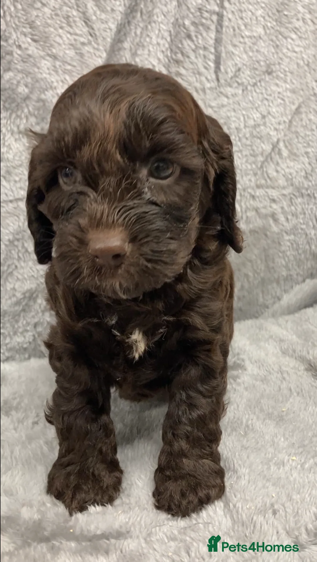 Cockapoo dogs for sale: F1 Cockapoo (from showtype Cocker Spaniel) - Advert 2