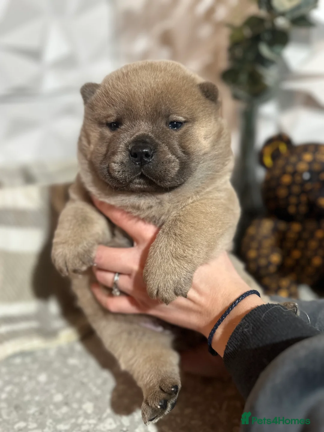 Chow Chow dogs for sale: 4 stunning pedigree chow chow puppies  in Walsall - Advert 10