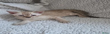 Bengal 2