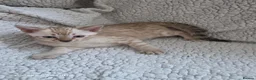 Bengal cats for sale: 4 beautiful pure snow bengal kitten - Advert 7