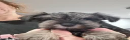 Miniature Schnauzer dogs for sale: Kc USA lines miniature schnauzers  - Advert 9