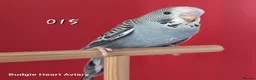 Budgerigars birds for sale: Hobby budgie breeder- waiting list open in Kidwelly - Advert 4