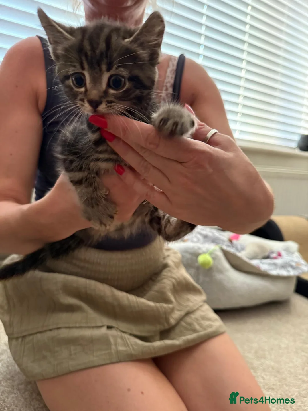 Mixed Breed cats for sale: Male and female tabby kittens - Advert 1