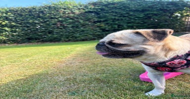 Pug dogs - Advert 6