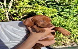 Hungarian Vizsla dogs for sale: 1 girl left of litter of 7 KC reg Vizsla pups  - Image 18
