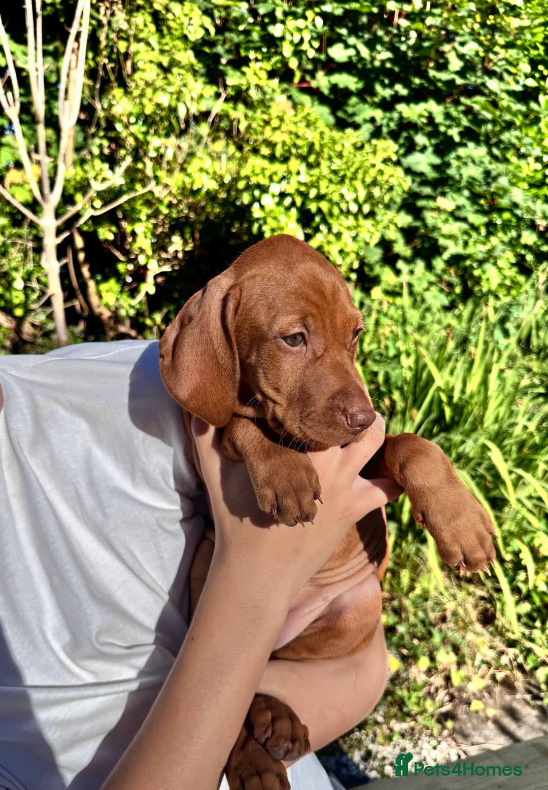 Hungarian Vizsla dogs for sale: 1 girl left of litter of 7 KC reg Vizsla pups  - Image 18