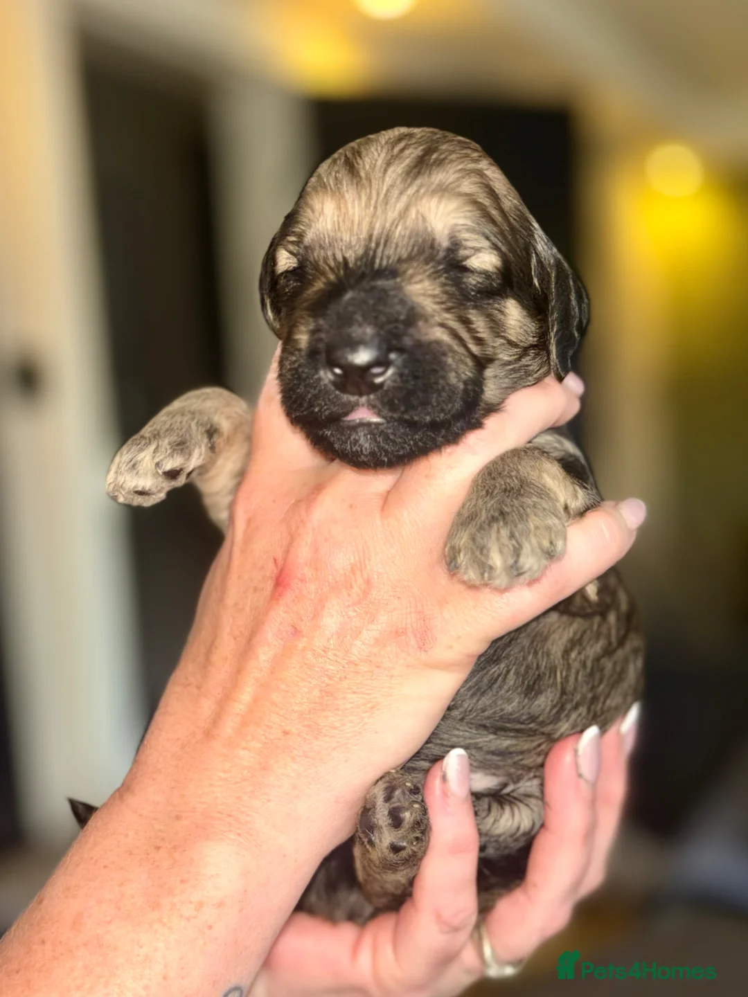 Double Doodle dogs for sale: Beautiful Golden St Bernadoodle Puppies for Sale  in Crewe - Advert 2