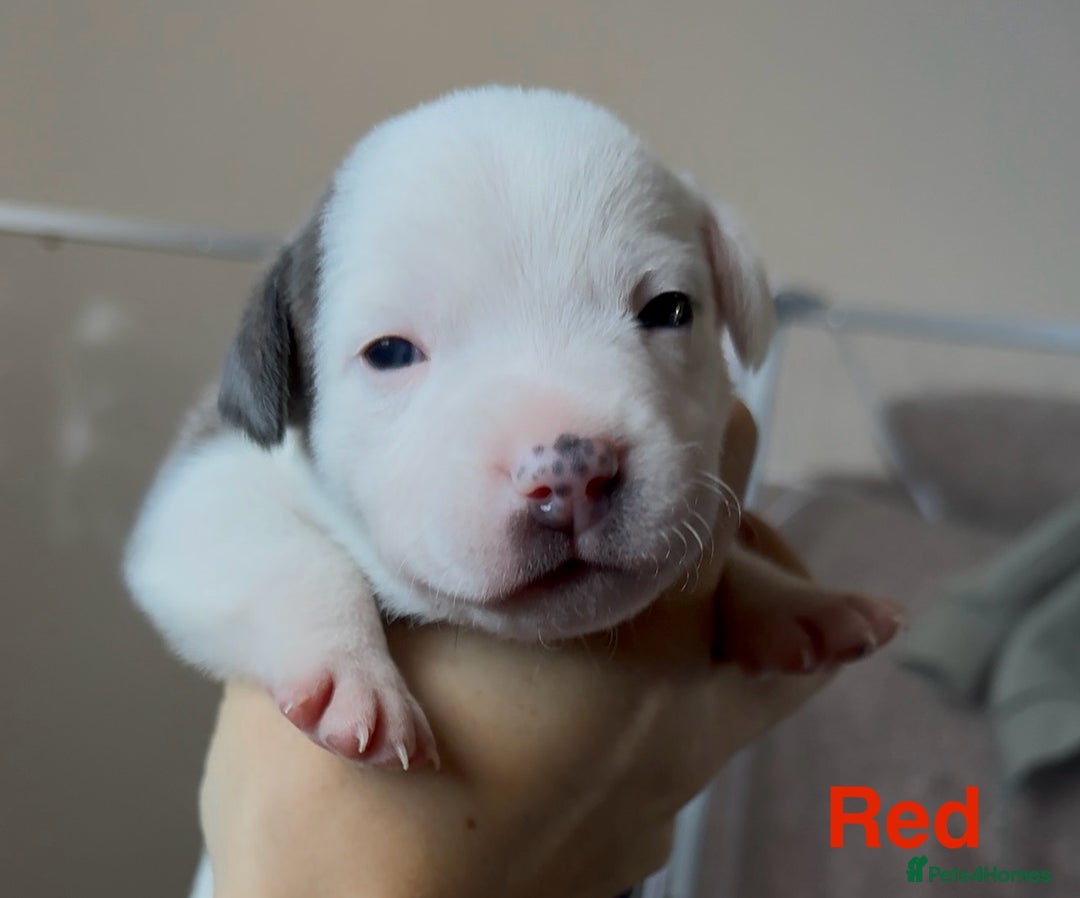 Mixed Breed dogs for sale: Staffie mix puppies - Image 3