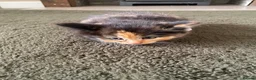 Mixed Breed cats for sale: Beautiful kittens  - Advert 9