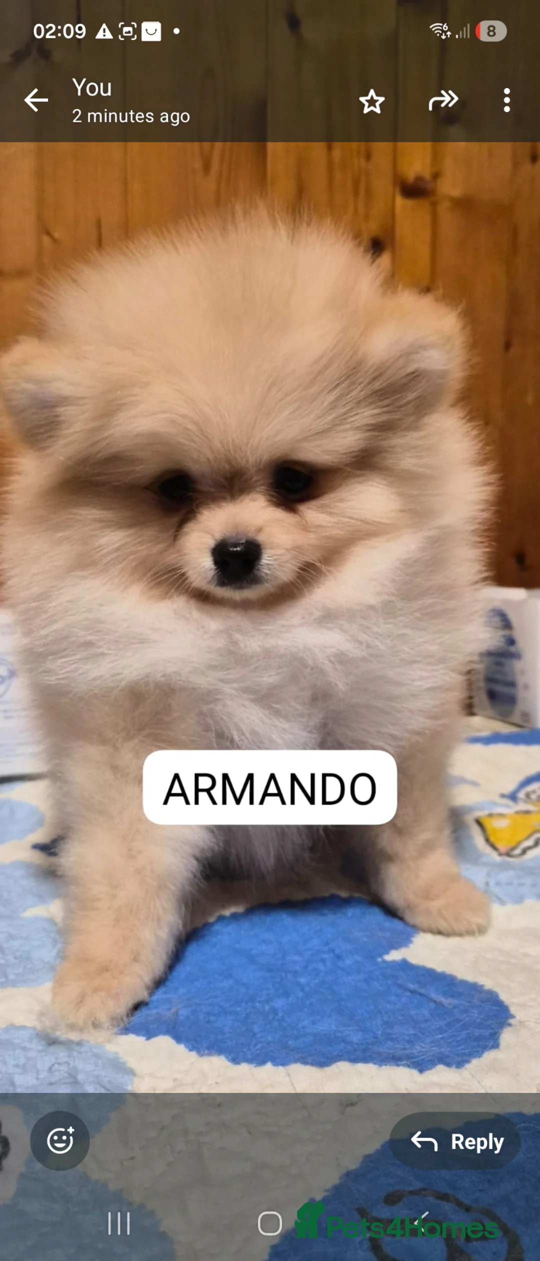 Pomeranian dogs for sale: 💝High Quality Korea/ Russia Babies💝 - Advert 1