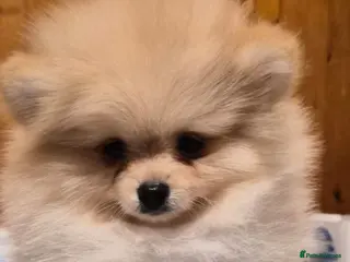 Pomeranian dogs 💝High Quality Korea/ Russia Babies💝 - Advert 4