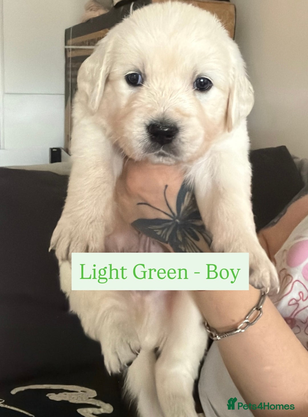 Golden Retriever dogs for sale: Golden Retriever Puppies 4 boys & 3 girls  - Image 23