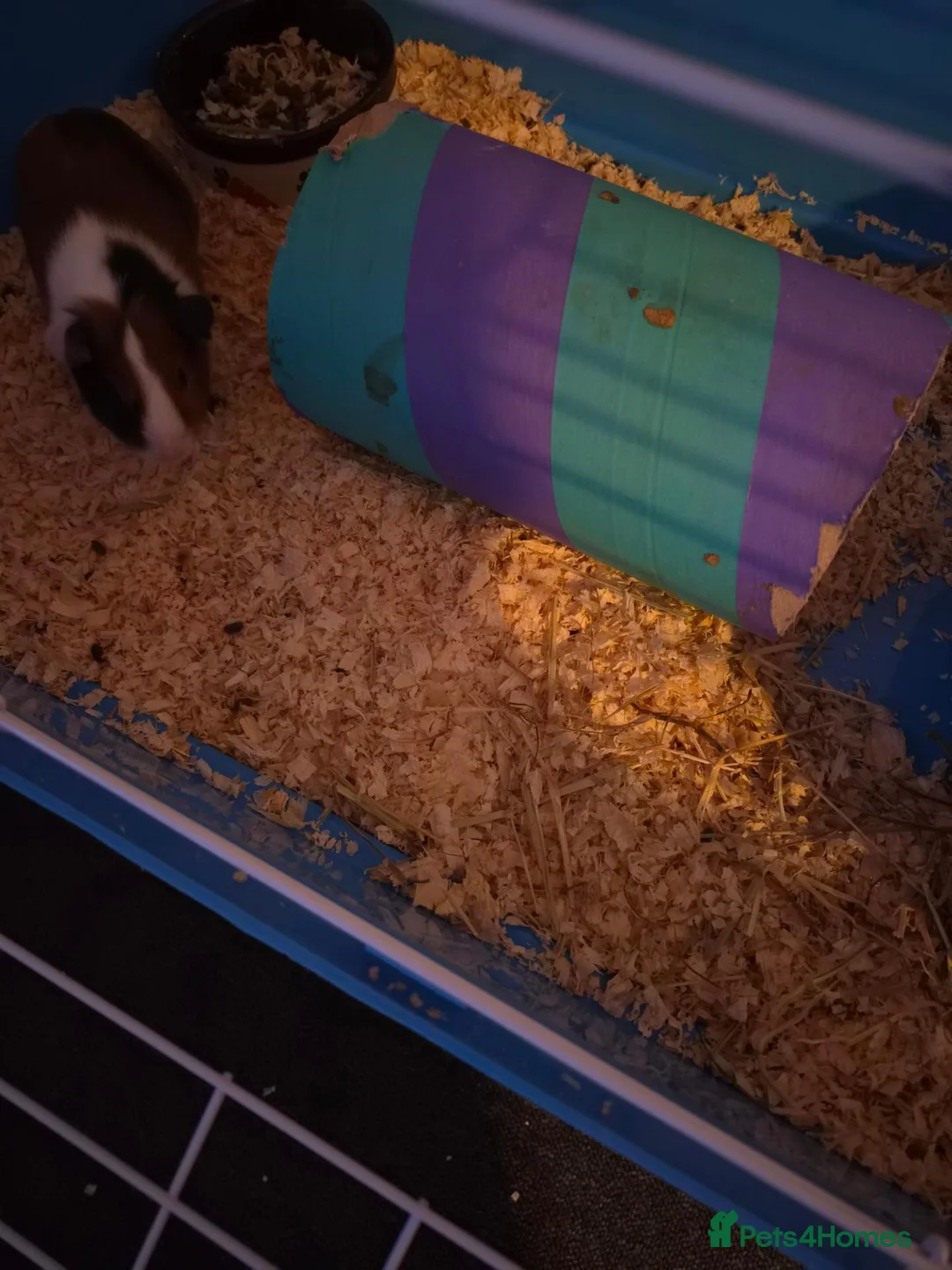 Guinea Pig rodents for sale: Pair male guinea pigs with cage - Advert 2