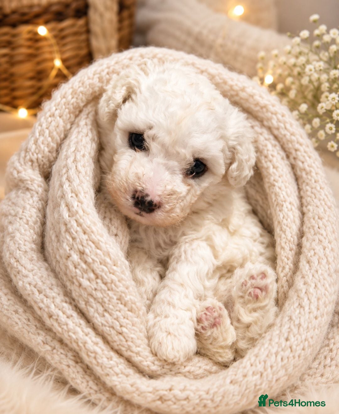 Bichon Frise dogs Full pedigree Bichon frise  - Advert 2
