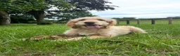 Goldendoodle dogs for sale: Beautiful 4-Year-Old Goldendoodle - Advert 13