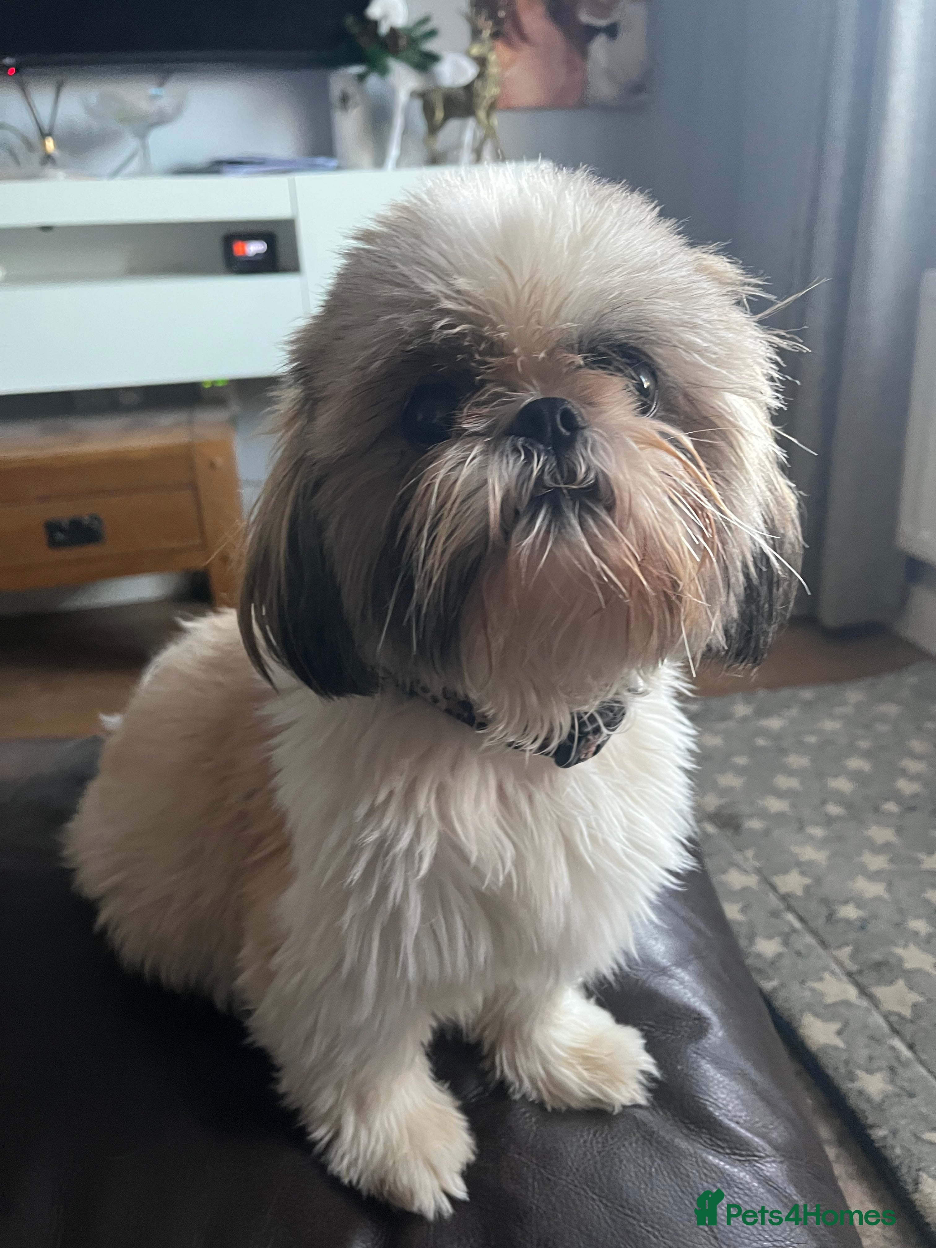 Shih Tzu dogs Shih tzu puppies  - Advert 1