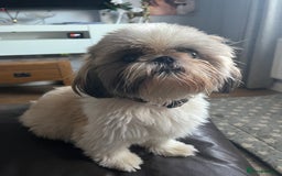 Shih Tzu dogs for sale: Shih tzu puppies  - Image 2