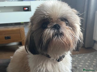 Shih Tzu dogs - Advert 12