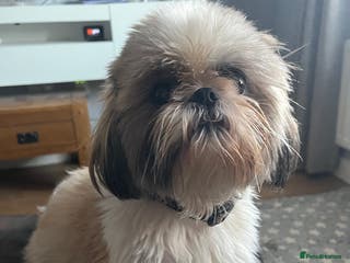 Shih Tzu dogs Shih tzu puppies - Advert 18