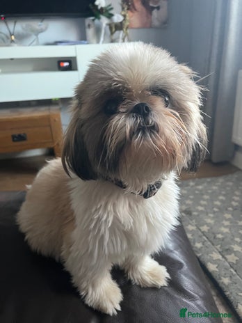 Shih Tzu dogs - Advert 14