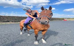 Irish Sports horses for sale: Stunning 16h2 13 year old ISH gelding  - Advert 2