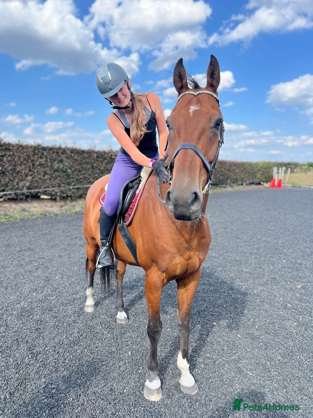 Irish Sports horses for sale: Stunning 16h2 13 year old ISH gelding  - Advert 2