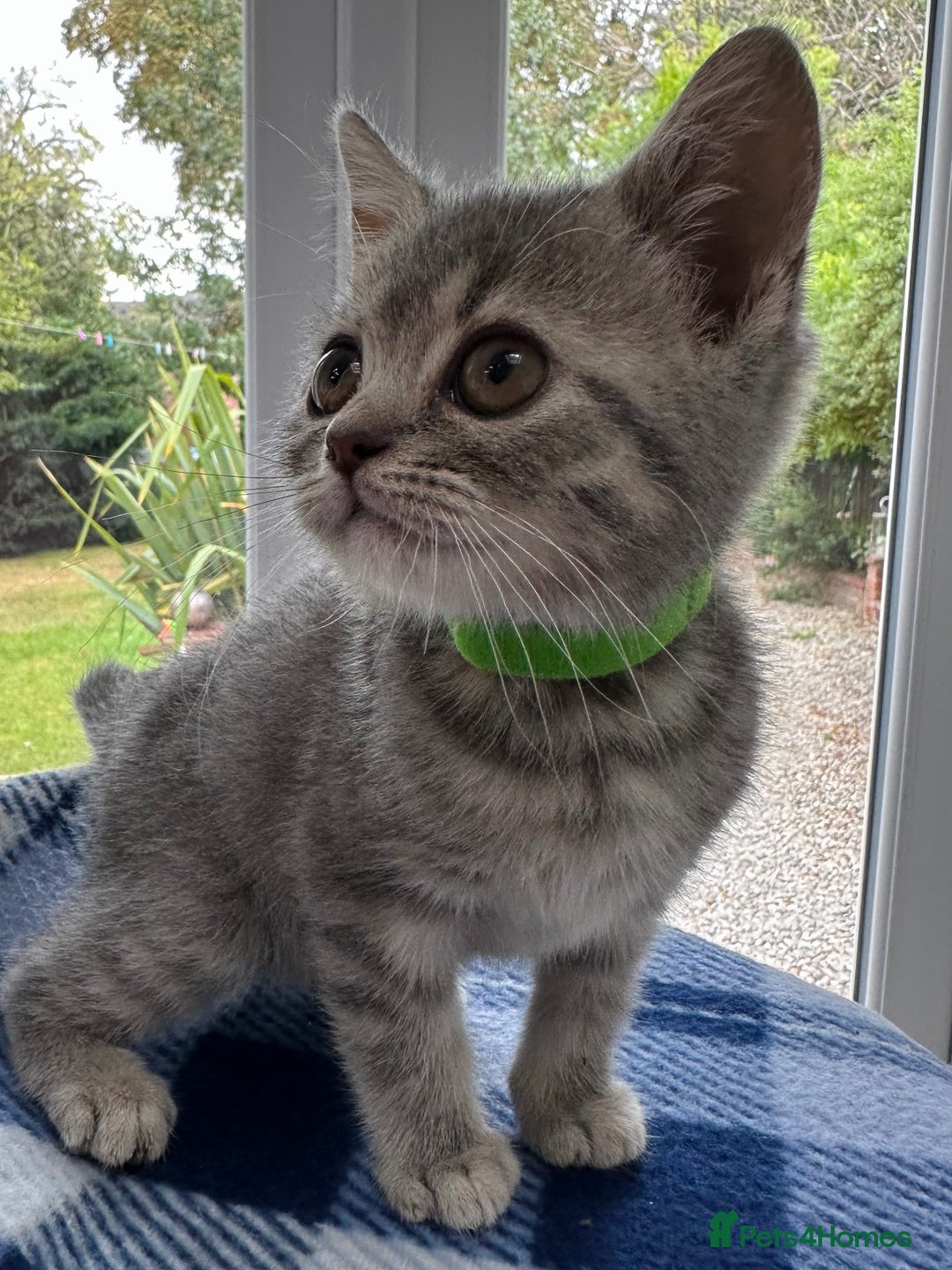 British Shorthair cats for sale: Purebred British Shorthair Grey Stripe Kittens - Image 6