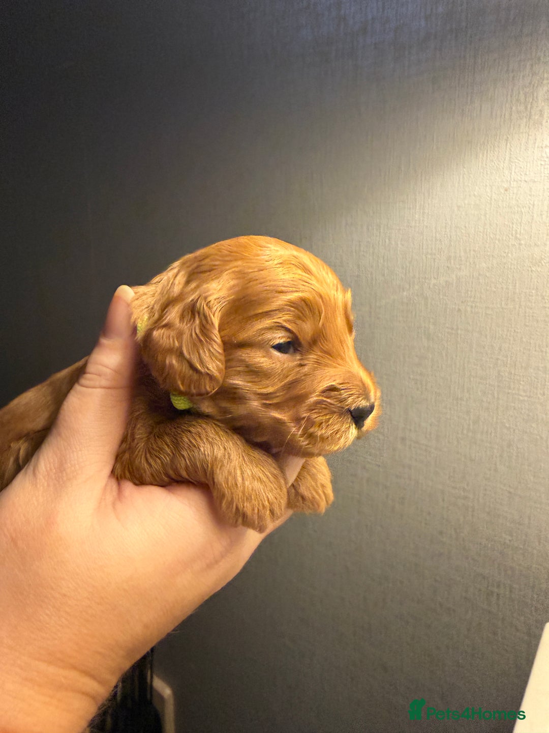 Cockapoo dogs for sale: F1 Cockapoos - Advert 6