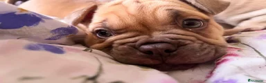 Dolly aka goldie horn lol