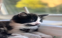 Bombay cats for sale: Two 12 week kittens new home (£30) - Image 5