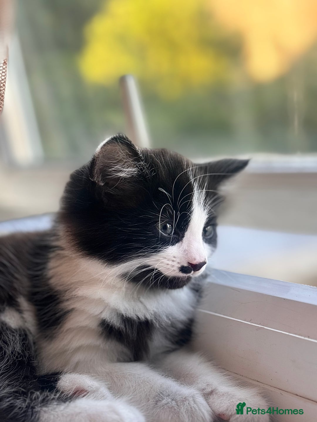 Bombay cats for sale: Two 12 week kittens new home (£30) - Image 5