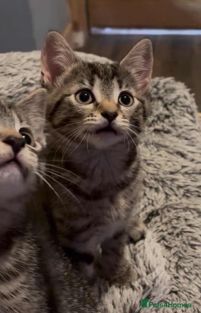 Mixed Breed cats for sale: Tabby kittens ready to go to their forever homes - Advert 2